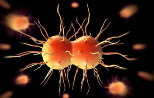 Gonorrhea-bacteria